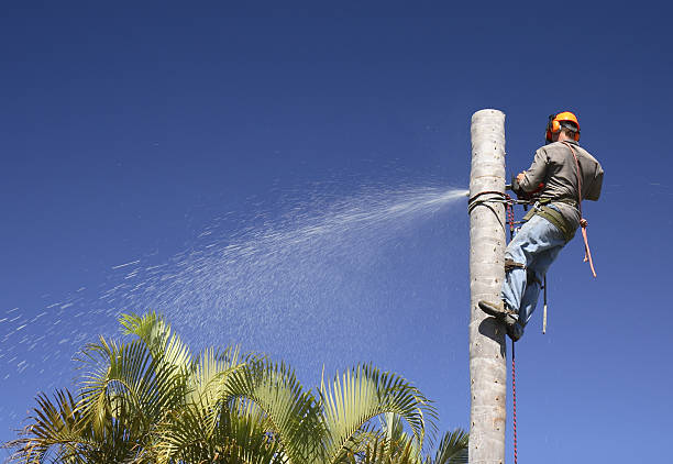 Best Commercial Tree Removal  in USA