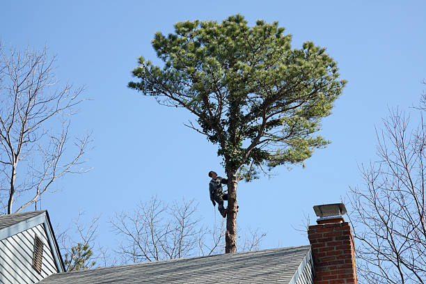 Best Storm Damage Tree Cleanup  in USA